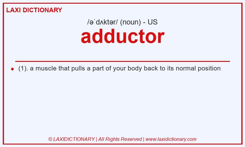 Definition adductor in American English