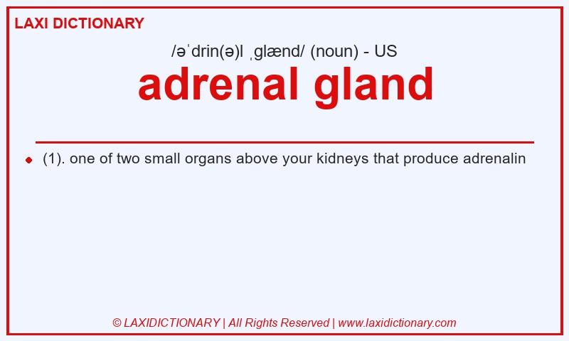Definition adrenal gland in American English
