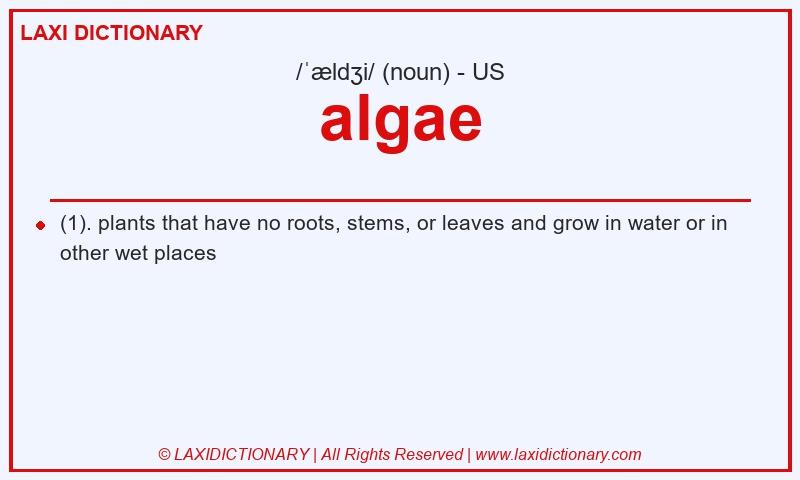 Definition algae in American English
