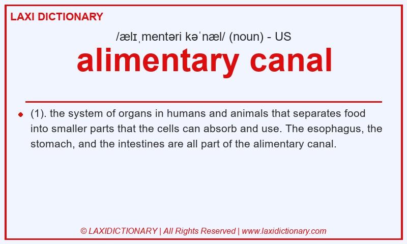 Definition alimentary canal in American English