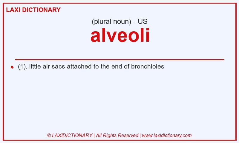 Definition alveoli in American English