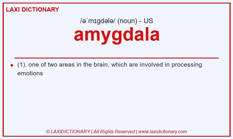 Definition amygdala in American English