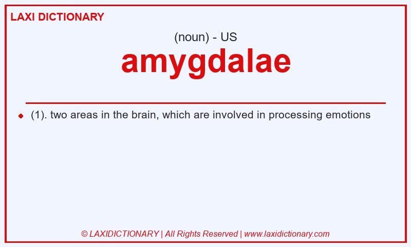 Definition amygdalae in American English