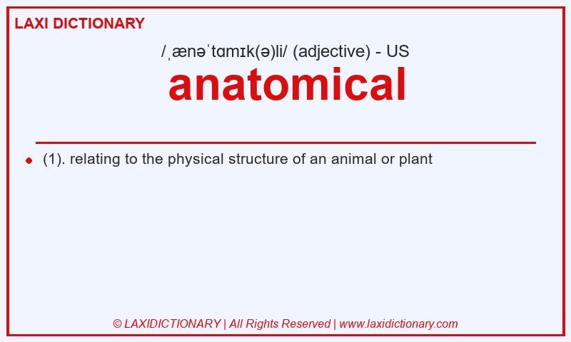 Definition anatomical in American English