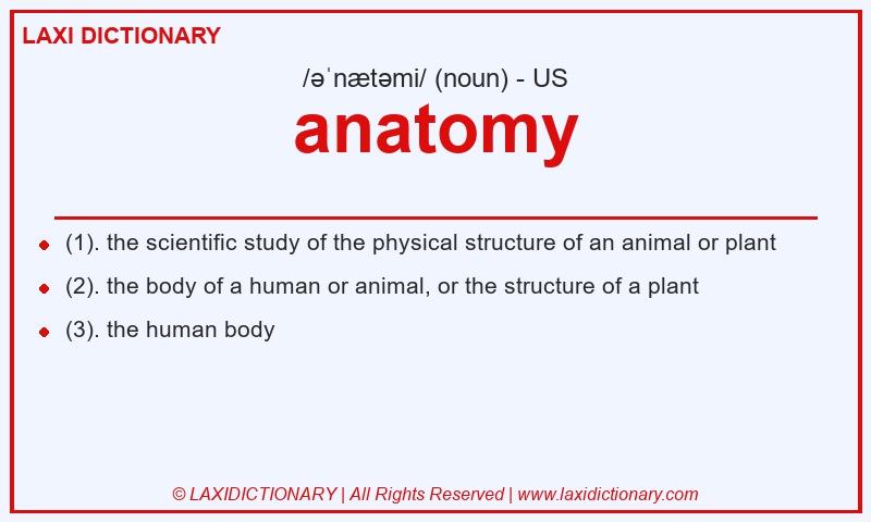 Definition anatomy in American English