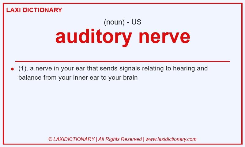 Definition auditory nerve in American English