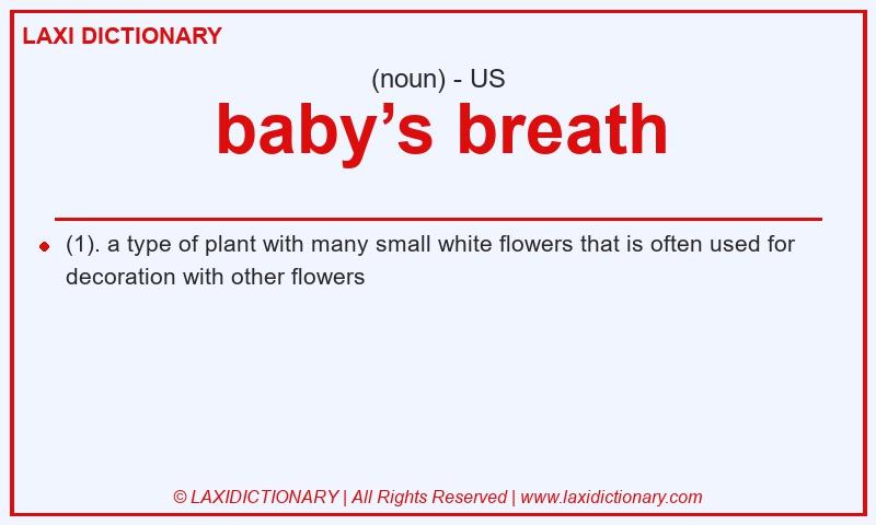 Definition baby’s breath in American English