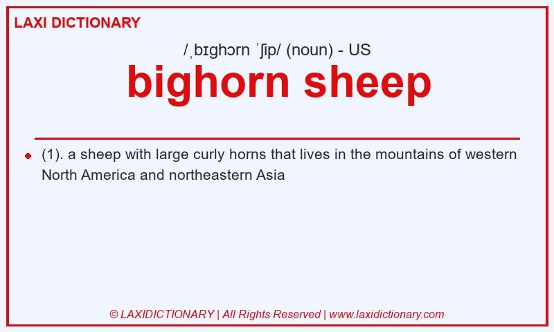 Definition bighorn sheep in American English