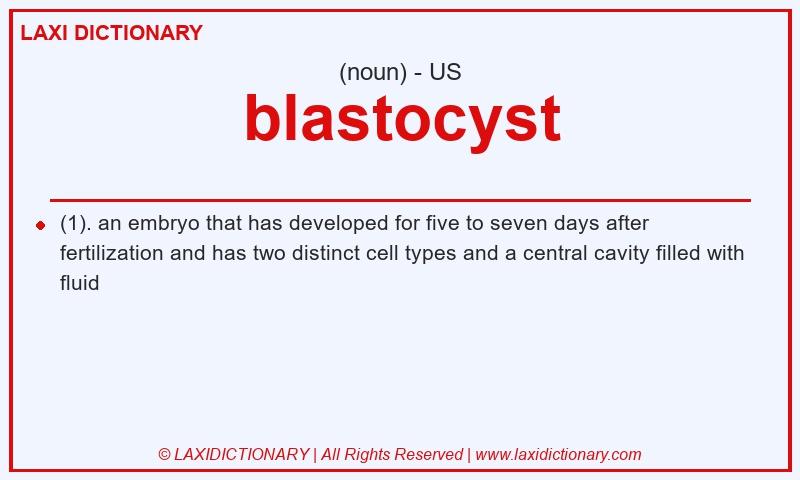 Definition blastocyst in American English