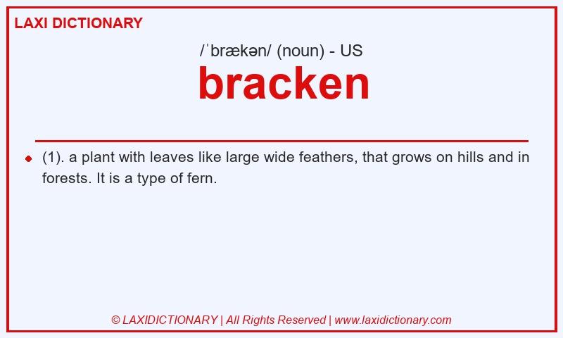 Definition bracken in American English