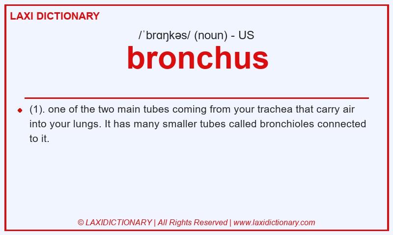 Definition bronchus in American English