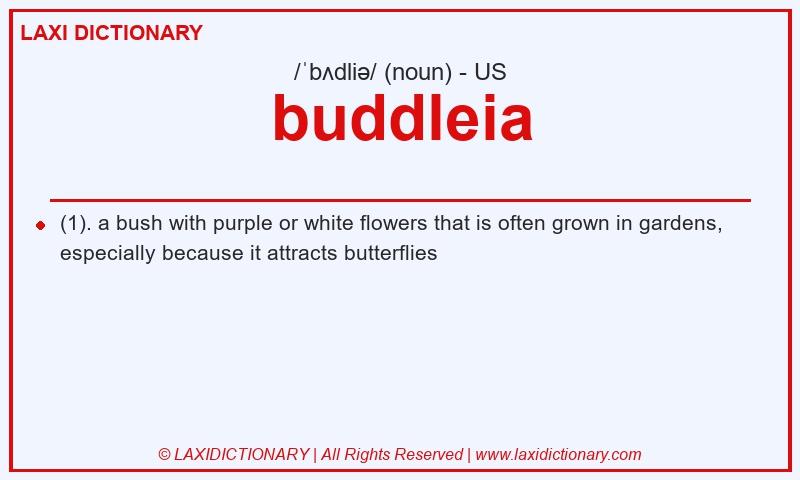Definition buddleia in American English