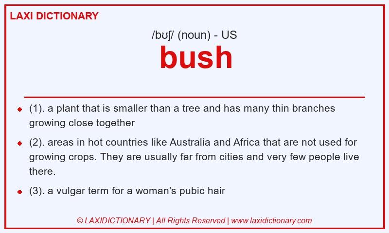 Definition bush in American English