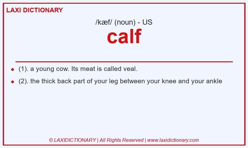 Definition calf in American English
