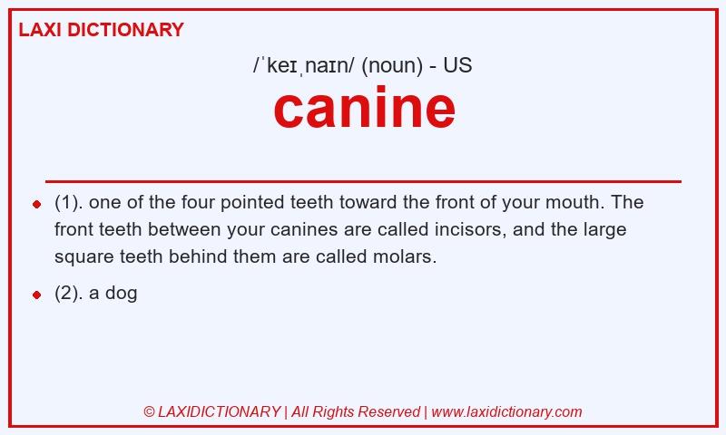 Definition canine in American English