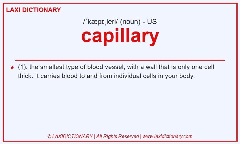 Definition capillary in American English
