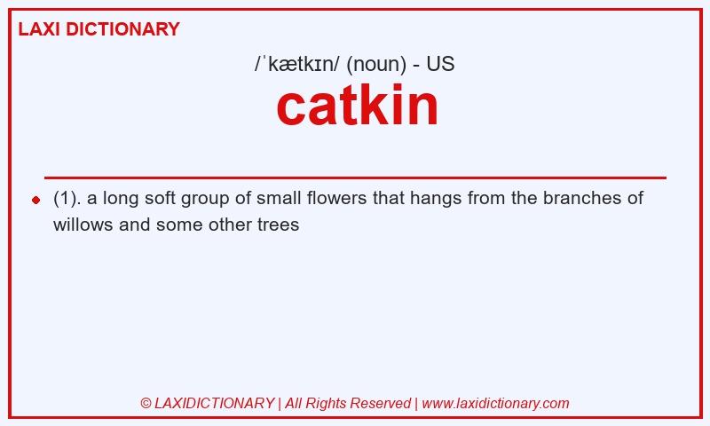Definition catkin in American English