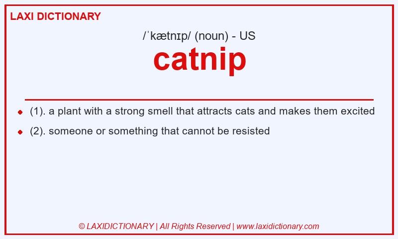 Definition catnip in American English
