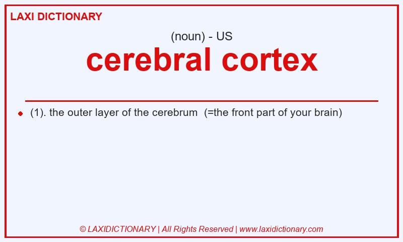 Definition cerebral cortex in American English