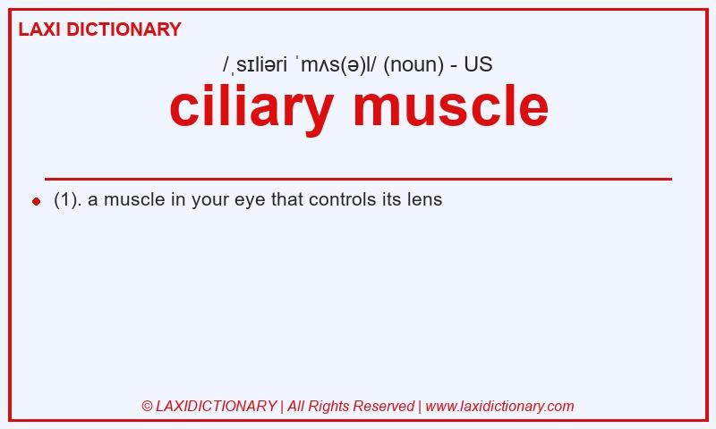 Definition ciliary muscle in American English
