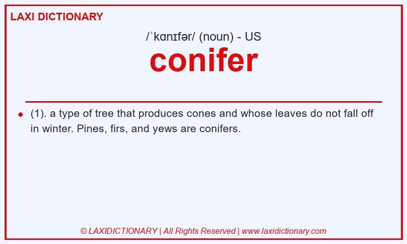 Definition conifer in American English