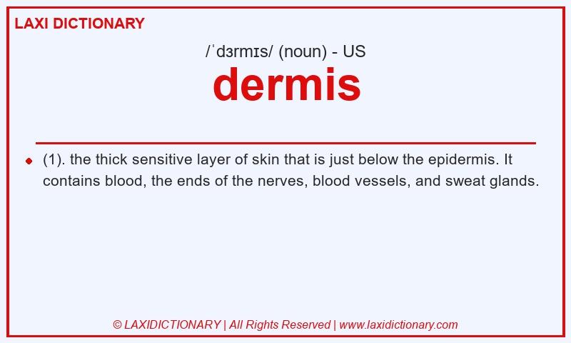 Definition dermis in American English