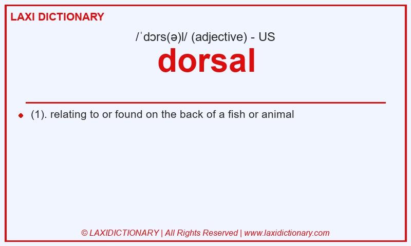 Definition dorsal in American English