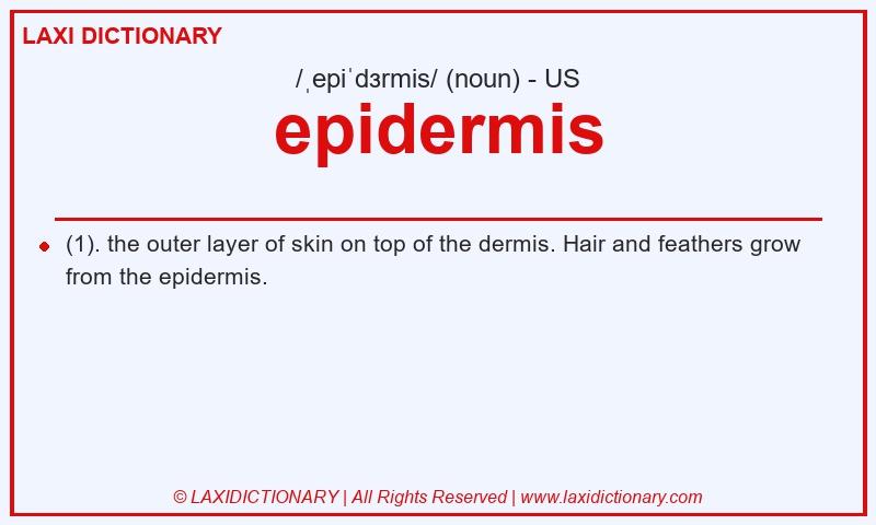 Definition epidermis in American English