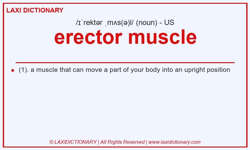 Definition erector muscle in American English