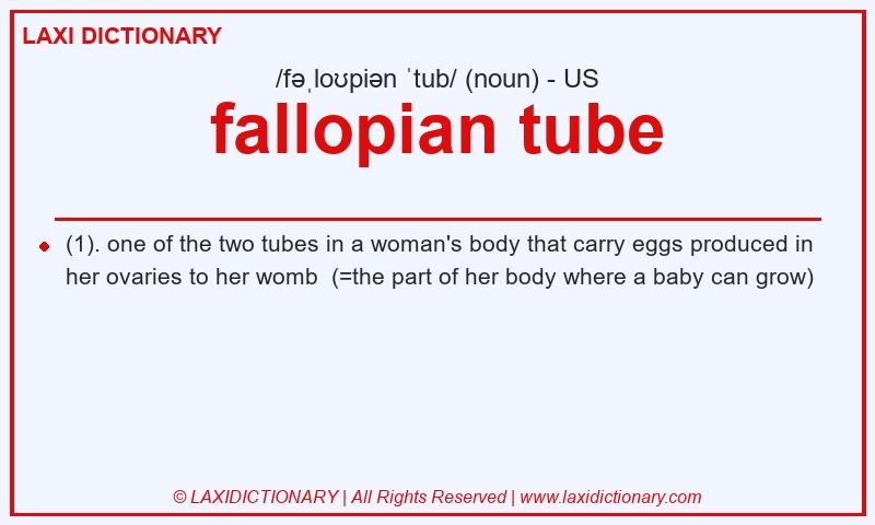 Definition fallopian tube in American English