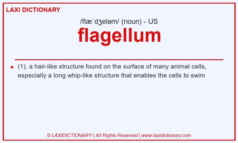 Definition flagellum in American English