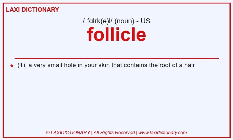 Definition follicle in American English