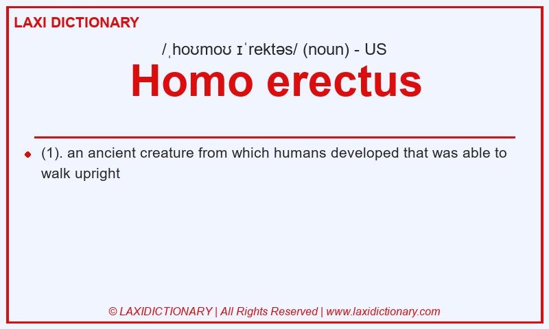 Definition Homo erectus in American English