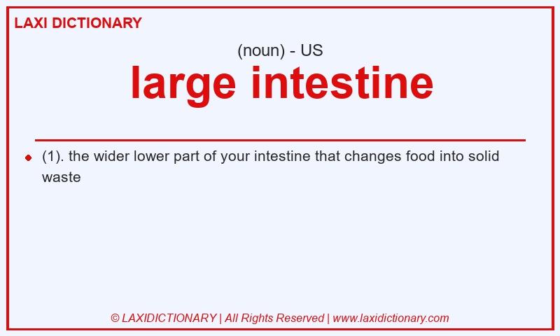 Definition large intestine in American English