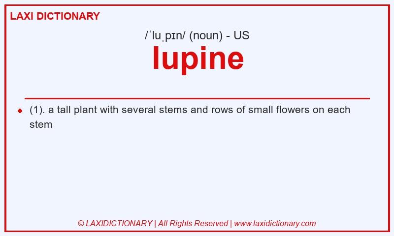 Definition lupine in American English