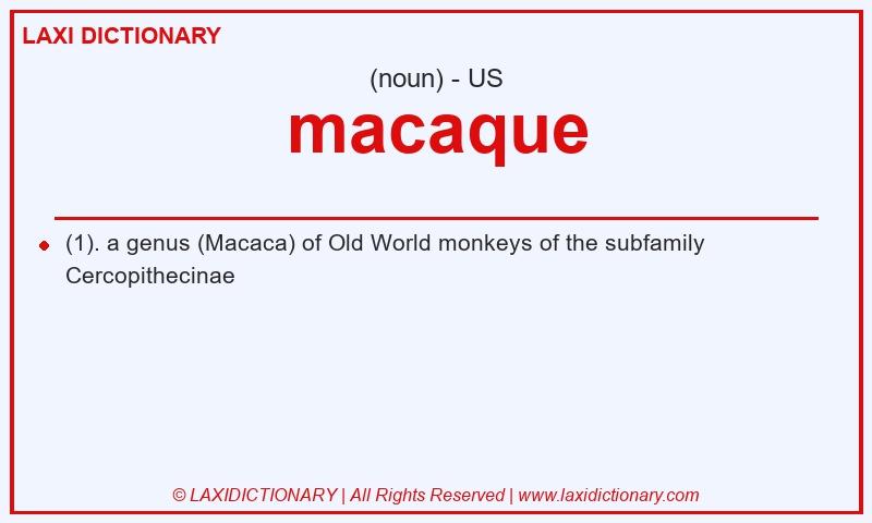 Definition macaque in American English