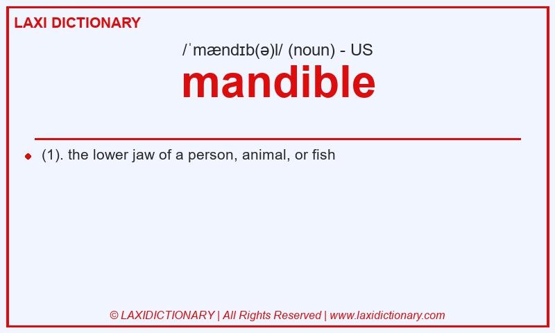 Definition mandible in American English