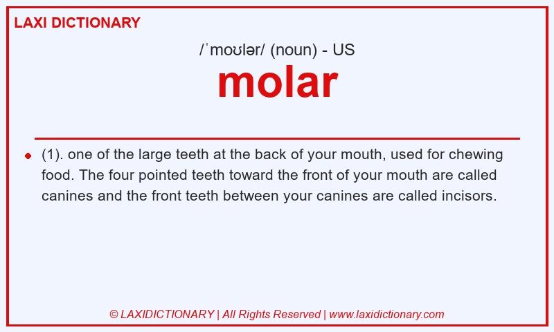 Definition molar in American English