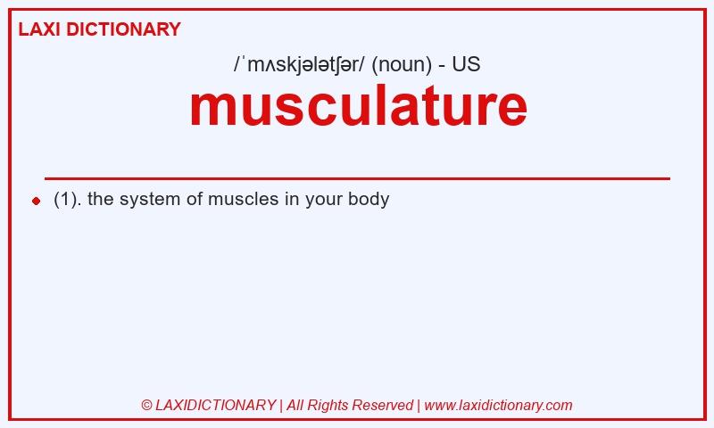 Definition musculature in American English