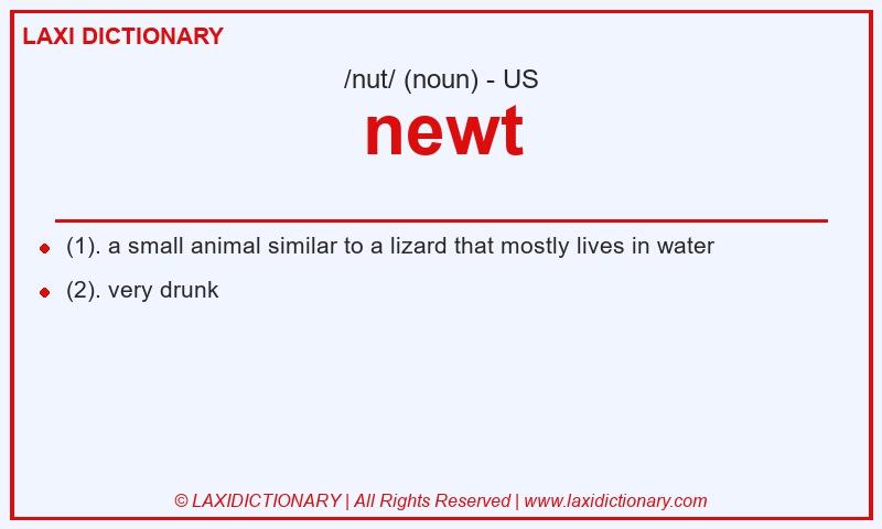 Definition newt in American English