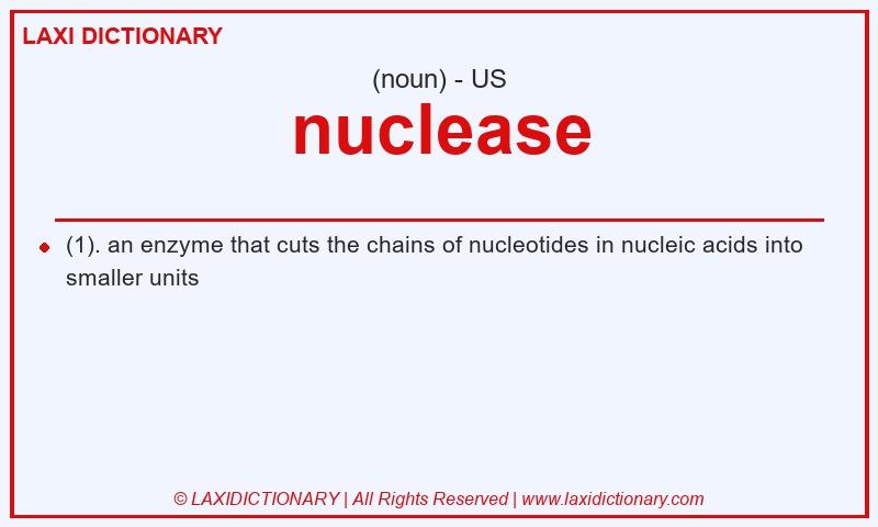 Definition nuclease in American English