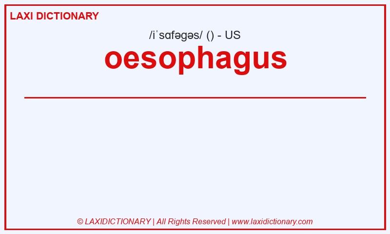 Definition oesophagus in American English