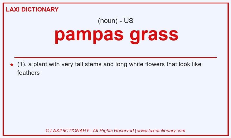 Definition pampas grass in American English
