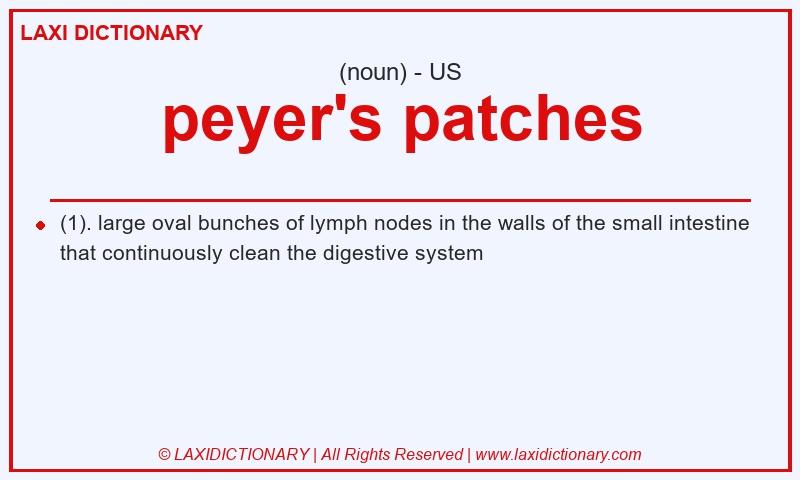 Definition peyer's patches in American English