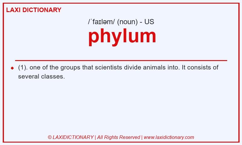 Definition phylum in American English