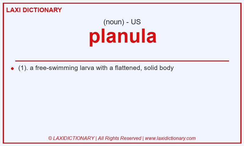 Definition planula in American English