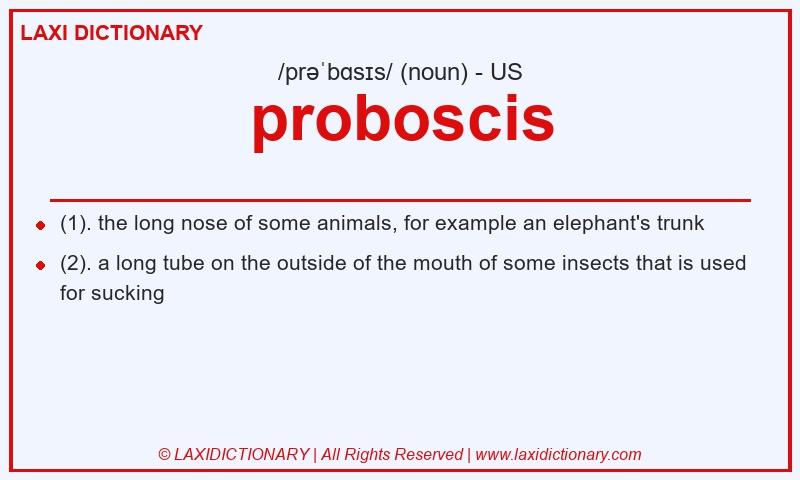 Definition proboscis in American English