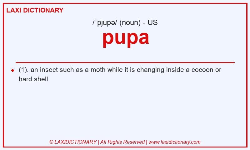 Definition pupa in American English