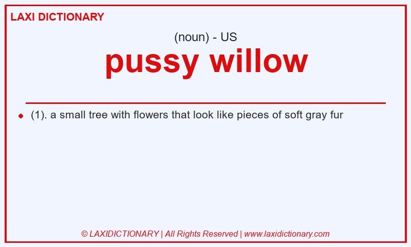 Definition pussy willow in American English
