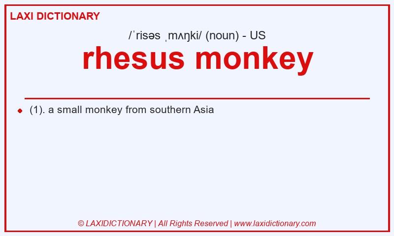 Definition rhesus monkey in American English